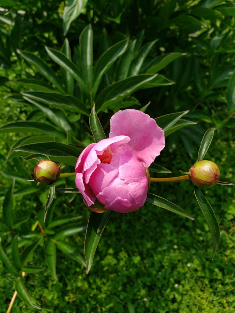 Three springtime buds opening on a sunlit peony bush. Two side buds are tightly closed and the middle one has a few petals opening.